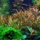 Eco Plant - roślina invitro mini kubek - Ludwigia brevipes