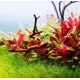 Eco Plant Alternanthera Reineckii Mini - InVitro mały kubek