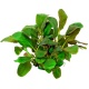 Eco Plant - roślinka invitro mini kubek - Lobelia Mini