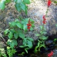 Eco Plant - roślinka invitro mini kubek - Lobelia Mini