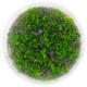 Eco Plant - Rotala Macandra sp.Pearl - InVitro mały kubek