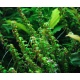 Eco Plant - Rotala Macandra sp.Pearl - InVitro mały kubek