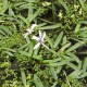 Eco Plant - roślina Invitro kubek mini - heteranthera zosterifolia