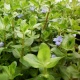 Eco Plant - Bacopa Caroliniana - Invitro mały kubek
