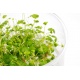 Eco Plant - Hydrocotyle Japan - Invitro mały kubek