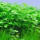Eco Plant - Hydrocotyle Japan - Invitro mały kubek