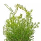 Eco Plant - Rotala Periya - InVitro mały kubek