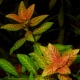 Roślina Invitro kubek mini - hygrophila polysperma sunset