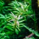 Eco Plant - Limnophila Vietnam Mini - InVitro mały kubek