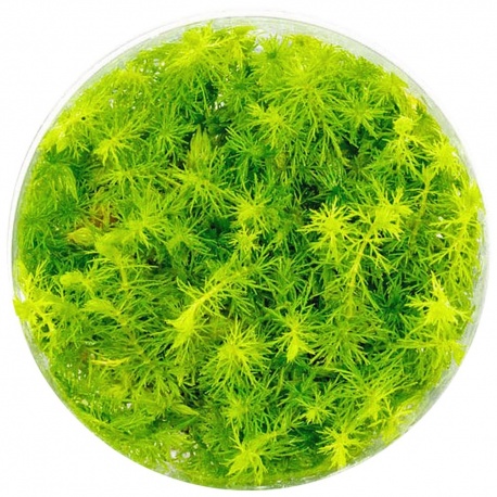 Eco Plant Myriophyllum Aquaticum - Invitro mały kubek