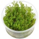 Eco Plant Myriophyllum Aquaticum - Invitro mały kubek