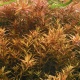 Eco Plant - Rotala Rotundifolia - InVitro mały kubek