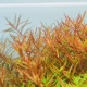 Eco Plant - Rotala Rotundifolia - InVitro mały kubek