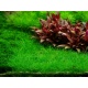 Eco Plant - Eleocharis Pusilla - Roślina InVitro mały kubek