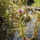 Eco Plant - Pogostemon Yatabeanus - InVitro mały kubek