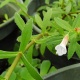 Eco Plant - Limnophila Aromatica - InVitro mały kubek