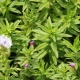 Eco Plant - Limnophila Aromatica - InVitro mały kubek