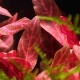 Eco Plant - Alternanthera Reineckii Variegated- invitro mały kubek