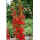 Eco Plant - Lobelia Cardinalis - InVitro mały kubek