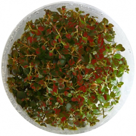 Eco Plant - Ludwigia Super Mini Red - invitro mały kubek