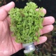 Roślina Invitro kubek mini - micranthemum umbrosum
