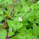 Roślina Invitro kubek mini - micranthemum umbrosum