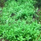 Eco Plant - Hedyotis Salzmanii - InVitro mały kubek