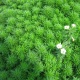 Eco Plant - Limnophila Sessiliflora - Invitro mały kubek
