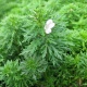 Eco Plant - Limnophila Sessiliflora - Invitro mały kubek