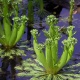 Roślina invitro mini kubek - Hottonia Inflata