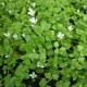 Roślina invitro mini kubek - Bacopa australis